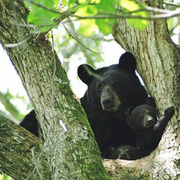 Profile Picture of M Hernandez (@mayralph) on Poshmark