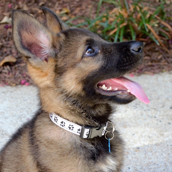 Profile Picture of Chrissy Ramsayer (@chrissyram23) on Poshmark