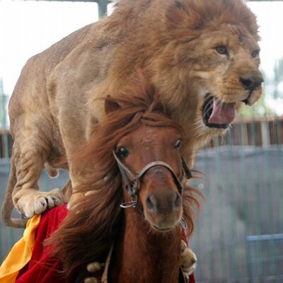 Profile Picture of Steven Watanabe (@stevenwatanabe) on Twitter