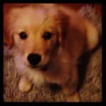 Profile Picture of Amber_The_Golden_Retriever (@ambergoldenretriever) on Instagram