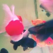 Profile Picture of Sandiago Hsu (@edge5101) on Pinterest