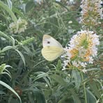 Profile Picture of Lotta Pitz (@Lotta-Pitz) on Facebook