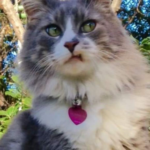 Profile Picture of Susan Debold (@sdeboldest) on Poshmark