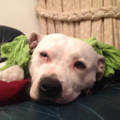 Profile Picture of Yiannis Zographos (@YZographos) on Twitter