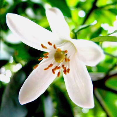 Profile Picture of Lea Arce (@LeaArce) on Twitter