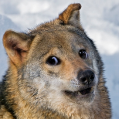 Profile Picture of James Heitmann (@RedPandaJames) on Twitter