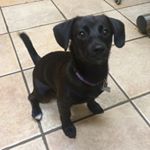 Profile Picture of Noodle Martini-Stolicker (@noodle_stolicker) on Instagram