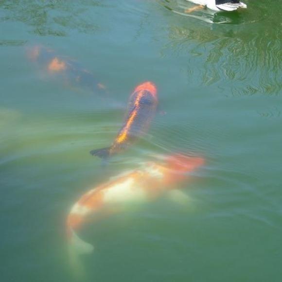 Profile Picture of Olivia Lauren (@shewolf103) on Poshmark