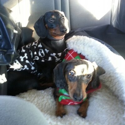 Profile Picture of Laura Unruh (@DedleRed) on Twitter