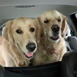 Profile Picture of Jake & Cooper (@jake_cooper_goldens) on Instagram