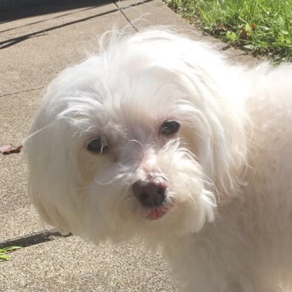 Profile Picture of Lilli Miller (@lillimiller) on Poshmark