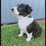 Profile Picture of Matilda Edwards (@benji.newcollieontheblock) on Instagram