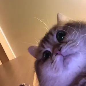 Profile Picture of DutyFishy (@dutishunu) on Tiktok