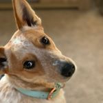 Profile Photo of Glenda Walker (@glennytherescuepup) on Instagram