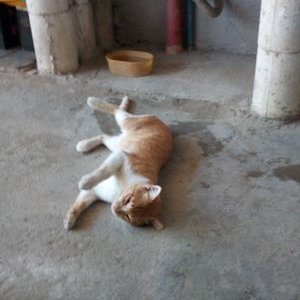 Profile Picture of Brian Vence Alo (@VenceAlo) on Twitter