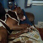 Profile Picture of Bob HarrIngton (@blusnoop) on Instagram