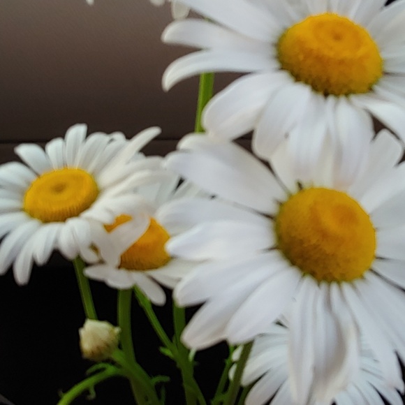 Profile Picture of Frannie Mcclenahan (@msdean89) on Poshmark