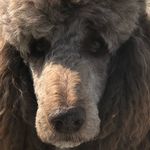 Profile Picture of Robert Liesenberg (@robertliesenberg) on Instagram