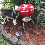 Christopher Sandor - Instagram Profile Picture of Christopher Sandor (@sf49er71) on Instagram