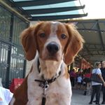 Profile Picture of Brian Micallef (@bmicallef71) on Instagram