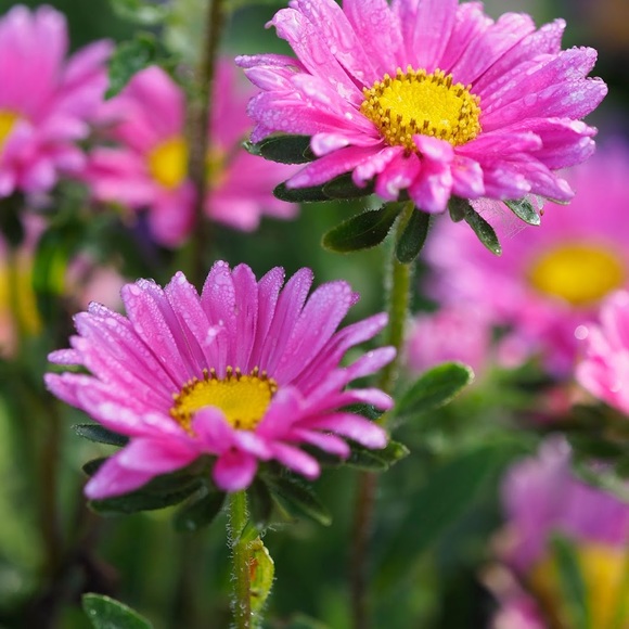 Profile Picture of Georgeth Headley (@serendipity401) on Poshmark