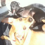 Profile Picture of Angel, Spud, And Toby (@thecoulterpets) on Instagram