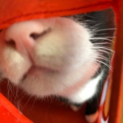 Profile Picture of shinjakimoi (@shinjakimoi) on Tiktok