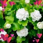 Profile Picture of Jasmine Forest (@forestjasmine) on Instagram