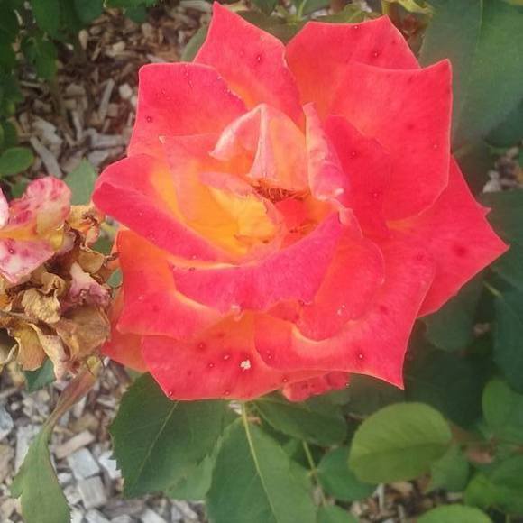 Profile Picture of Jeremy Allsup (@daddyslowlow) on Poshmark