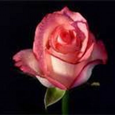 Profile Picture of LILIAN BALLON (@NoeLilian87) on Twitter