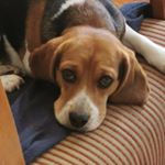 Profile Picture of Glória - your host in Lisbon (@gloria_thebeagle) on Instagram