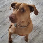 Profile Picture of Bourbon Thomas (@bourbonpaulthomas) on Instagram