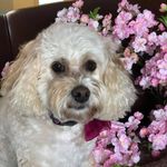 Profile Picture of Lee Ann Birty Shelburne (@shelburneleeann) on Instagram