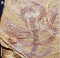 Profile Picture of Dianiaon Wikipedia