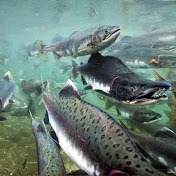 Profile Picture of Daniel Roth (@danielroth8822) on Youtube