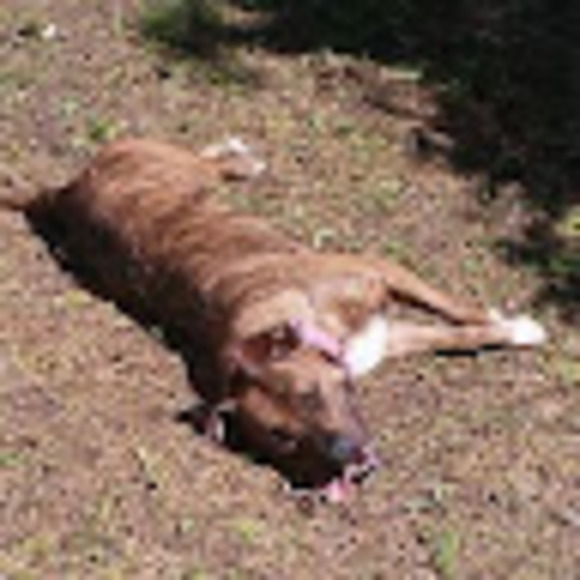 Dennis Rodkey - Poshmark Profile Picture of Dennis Rodkey (@rodkeydb121987) on Poshmark