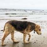 Profile Picture of Marc Steele (@midmarc) on Instagram