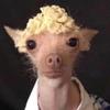 Profile Picture of Tabatha McLaughlin (@@123_marl0) on Tiktok