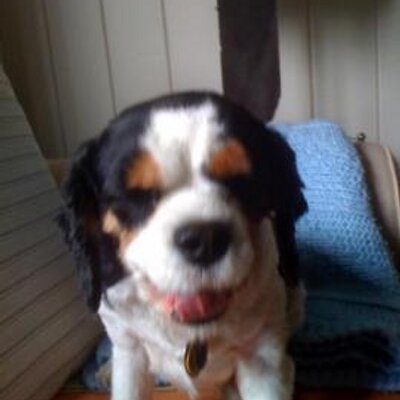 Profile Picture of Jeffrey Silverman (@chaimsilverman) on Twitter