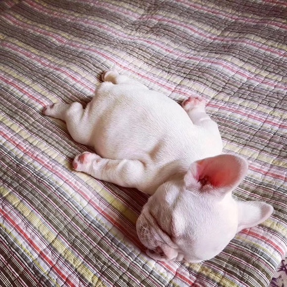 Profile Picture of Wen Wu (@misswen) on Poshmark