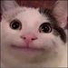Profile Picture of Andrew Liang (@aliang20301401) on Pinterest