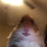 Profile Picture of Alejandro Guzman (@alejandro_guzman_lechuga) on Instagram