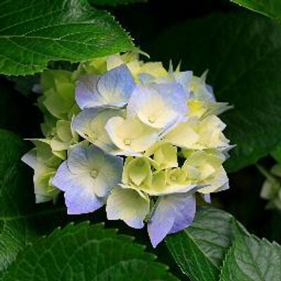 Silvia Jordán - Twitter Profile Picture of Silvia Jordán (@sil_jordans) on Twitter