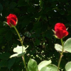 Profile Picture of Mandy Earles (@432810570) on Myspace