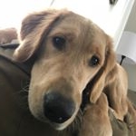 Profile Picture of Lillie the Golden Retriever (@lillie_the_d0g) on Instagram