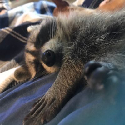 Profile Picture of Denise Hubbard (@DeniseH92073935) on Twitter