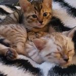 Profile Picture of Sunny Scott & Clifford Tubbs (@sunny_and_tubbs_bengal) on Instagram