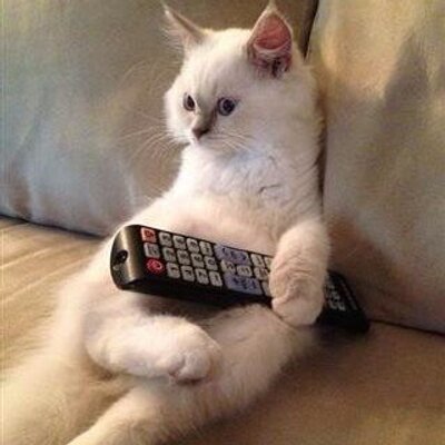 Profile Picture of Kennedy Neal (@@_kitty_kat911) on Twitter