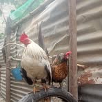 Profile Picture of John Denver Caoile (@john.denver.caoile.2025) on Facebook