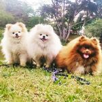 Profile Picture of Nilo, Hórus e Toddy (@nilo.thepom) on Instagram